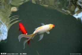 游鱼 锦鲤