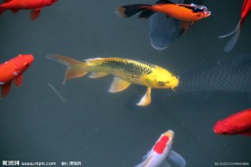 游鱼 锦鲤