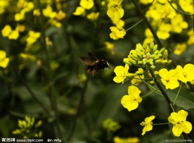 蜂与花