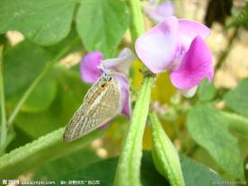 茶豆花