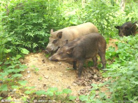 野猪