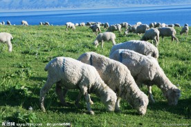 新疆赛里木湖风景