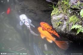 游鱼 锦鲤