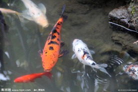游鱼 锦鲤
