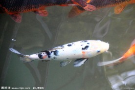 游鱼 锦鲤