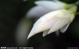 白花