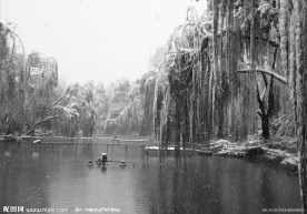 北京紫竹院雪景 树挂