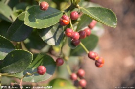 冬青的种子果