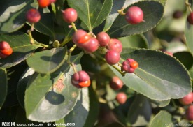 冬青的种子果