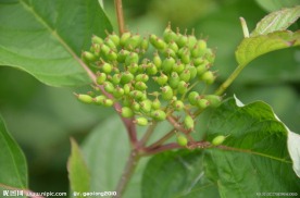 红瑞木的种子果