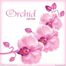 梦幻花纹花朵 粉色兰花