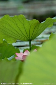 夏荷