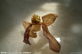 干花