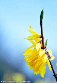 迎春花