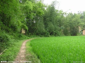 竹林小路
