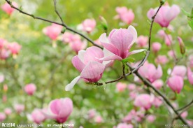 玉兰花
