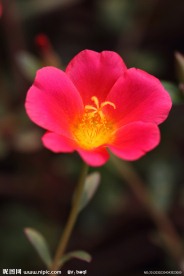 太阳花