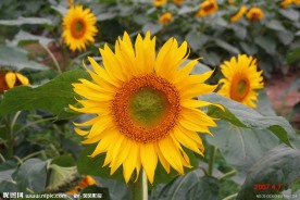葵花