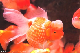 珍珠狮子头金鱼 高精