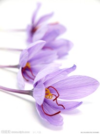 藏红花