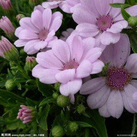 一簇小花