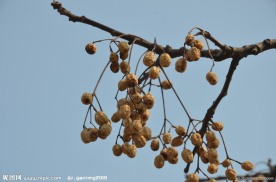 苦楝树的种子果