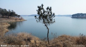 小松树