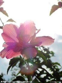 木槿花