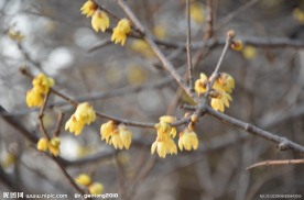 蜡梅花