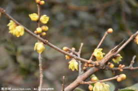 蜡梅花