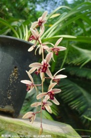 漂亮的兰花