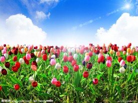 郁金香花海