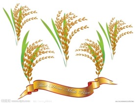 稻子 稻米 水稻