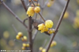 蜡梅花