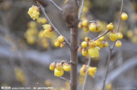 蜡梅花