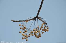 苦楝树的种子果