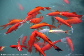 游鱼 锦鲤