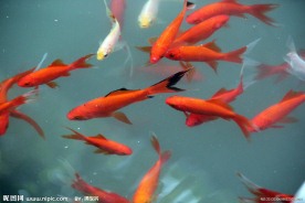 游鱼 锦鲤