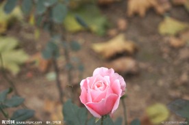 蜂与花