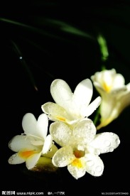 花枝招展