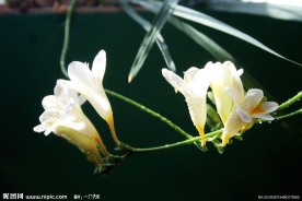 花枝招展