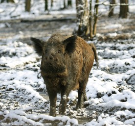 野猪摄影