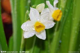 水仙花