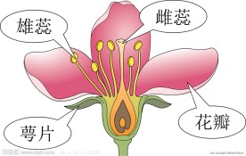 花的组成