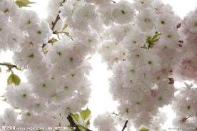 樱花烂漫