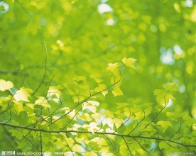 春天树枝绿叶