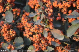 火棘的种子果