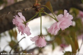 樱花烂漫