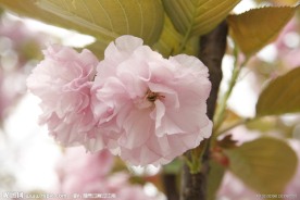 樱花烂漫
