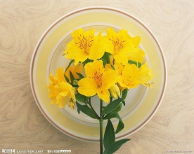 高清鲜花摄影